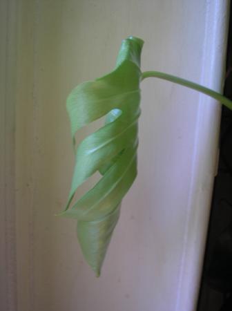 Monstera Deliciosa
