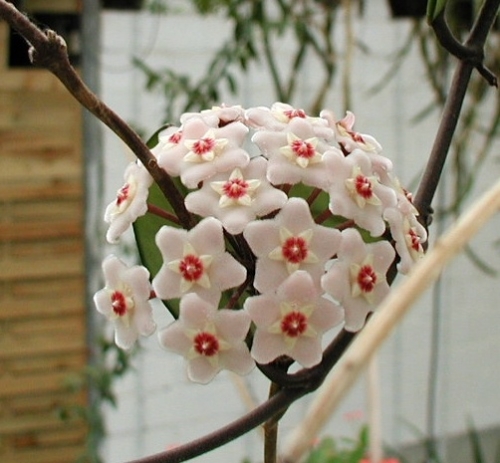 Hoya carnosa,fleur de porcelaine, jungle